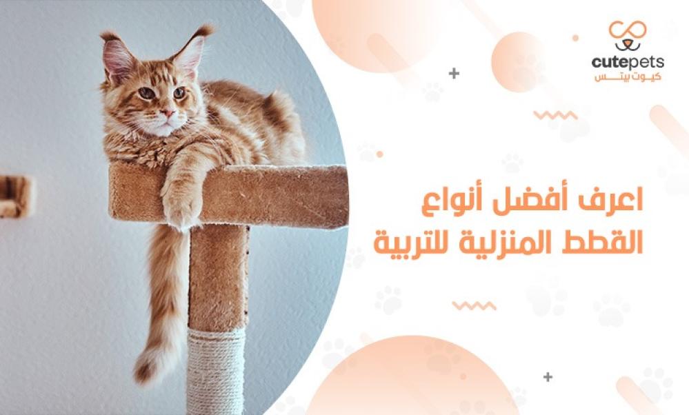 أفضل أنواع القطط المنزلية واسعارها