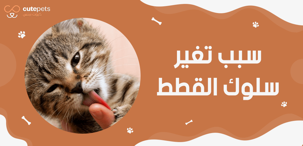 سبب تغير سلوك القطط