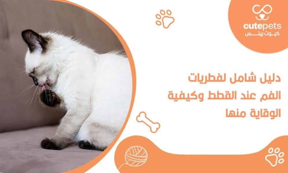 فطريات الفم عند القطط