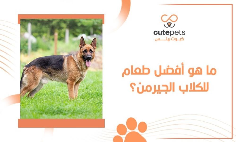 طعام الكلاب المفضل | اختيارات مفضلة لصحة وحيوية كلبك