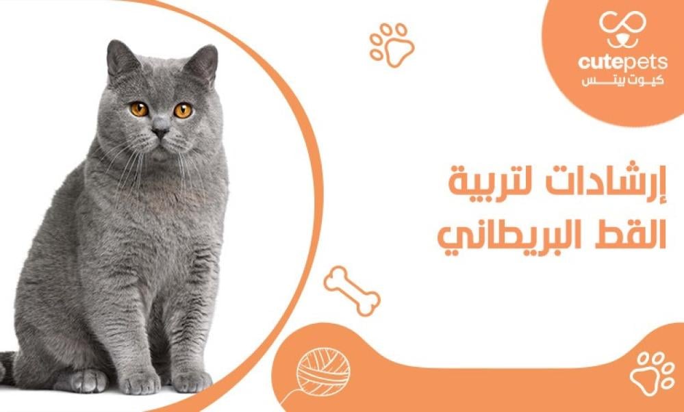 ماذا يأكل القط البريطاني
