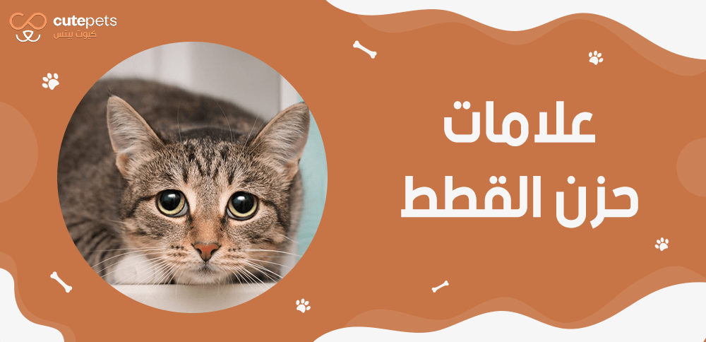 علامات حزن القطط