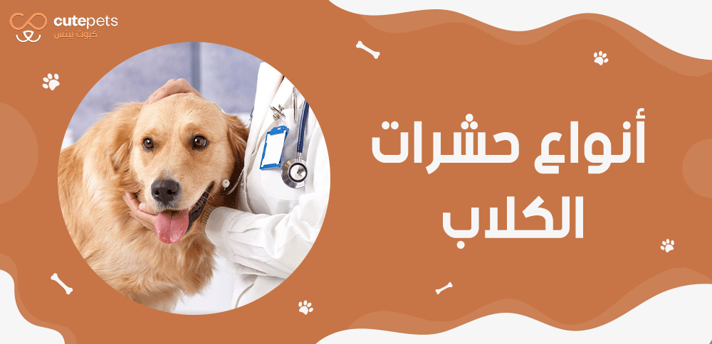 انواع حشرات الكلاب