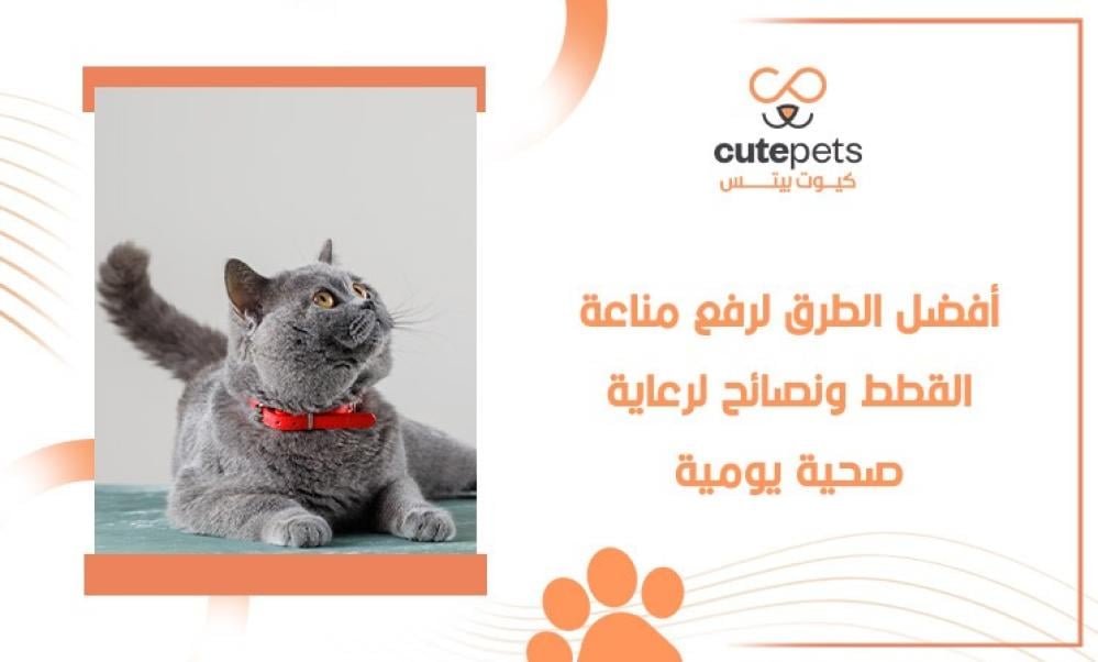 أفضل الطرق لرفع مناعة القطط