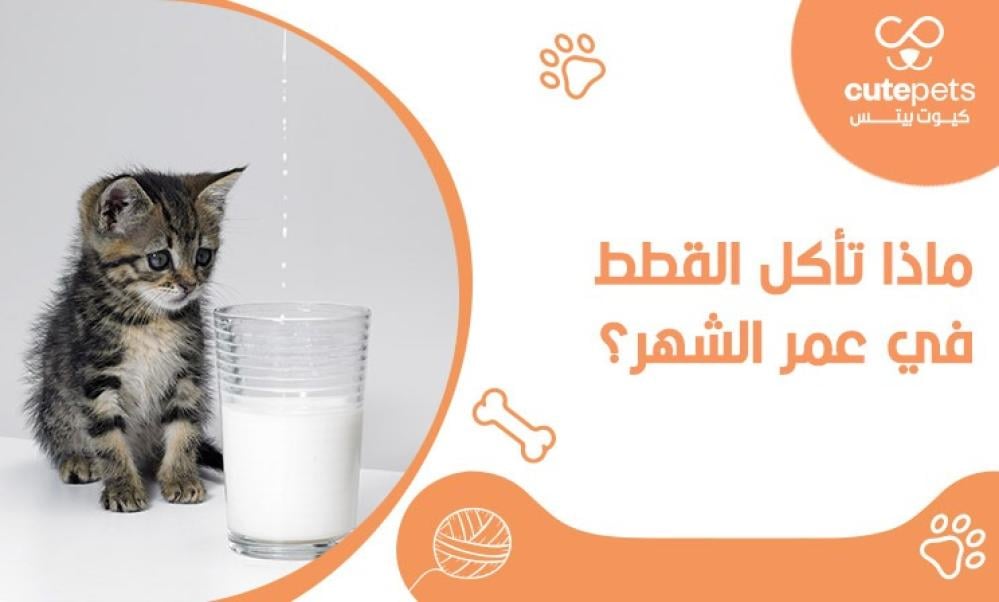ماذا تأكل القطط في عمر الشهر