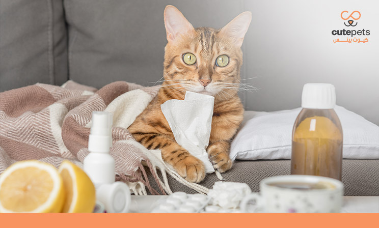 أعراض داء القطط للحامل