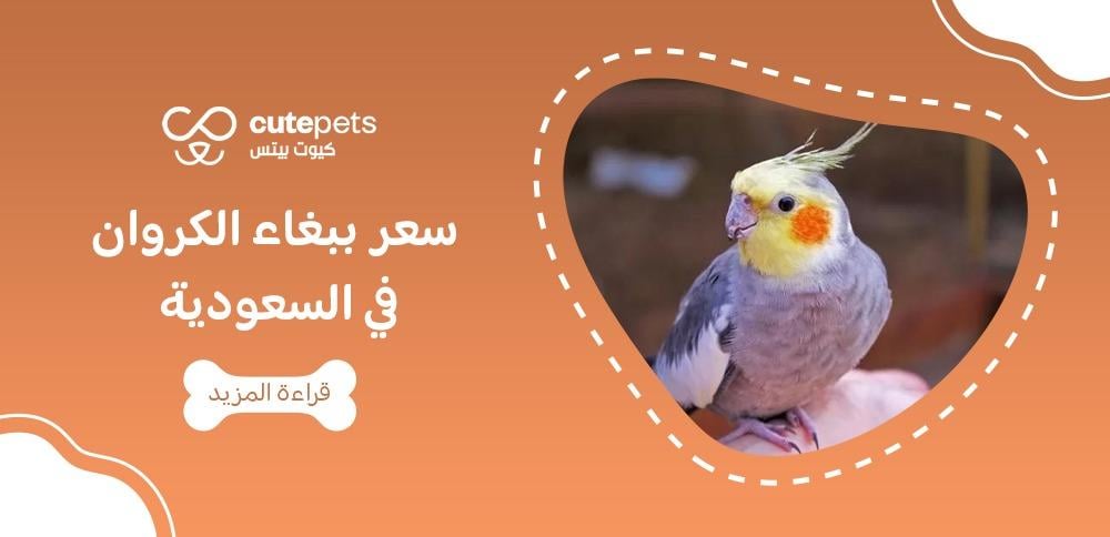 سعر ببغاء الكروان في السعودية