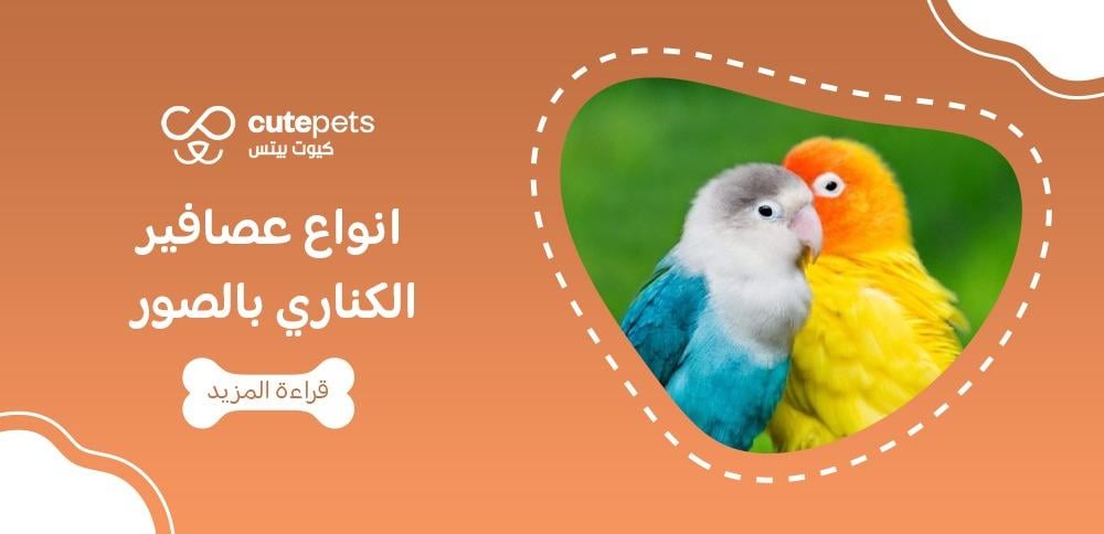 أنواع العصافير الكناري واسعارها