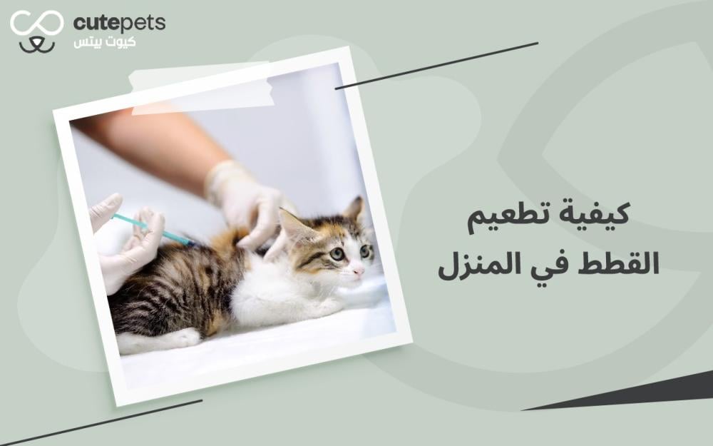 كيفية تطعيم القطط في المنزل