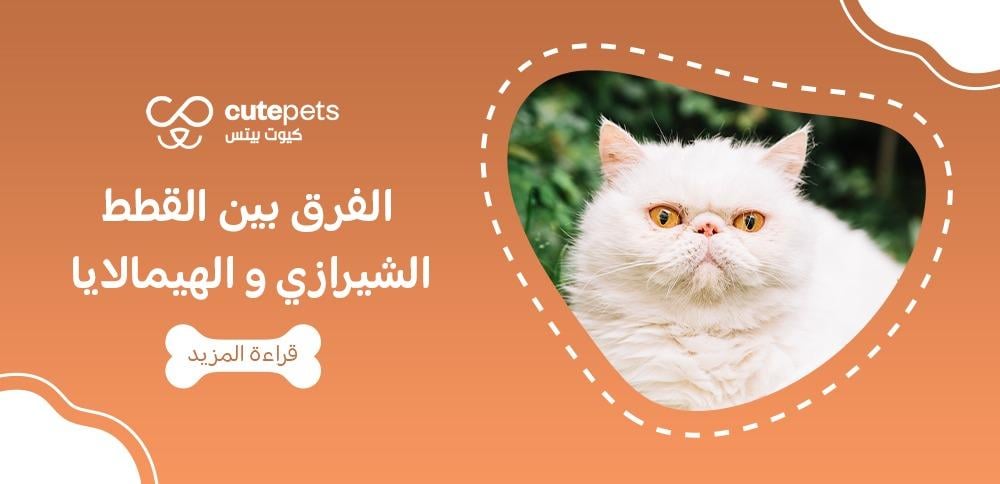الفرق بين القطط الشيرازي و الهيمالايا