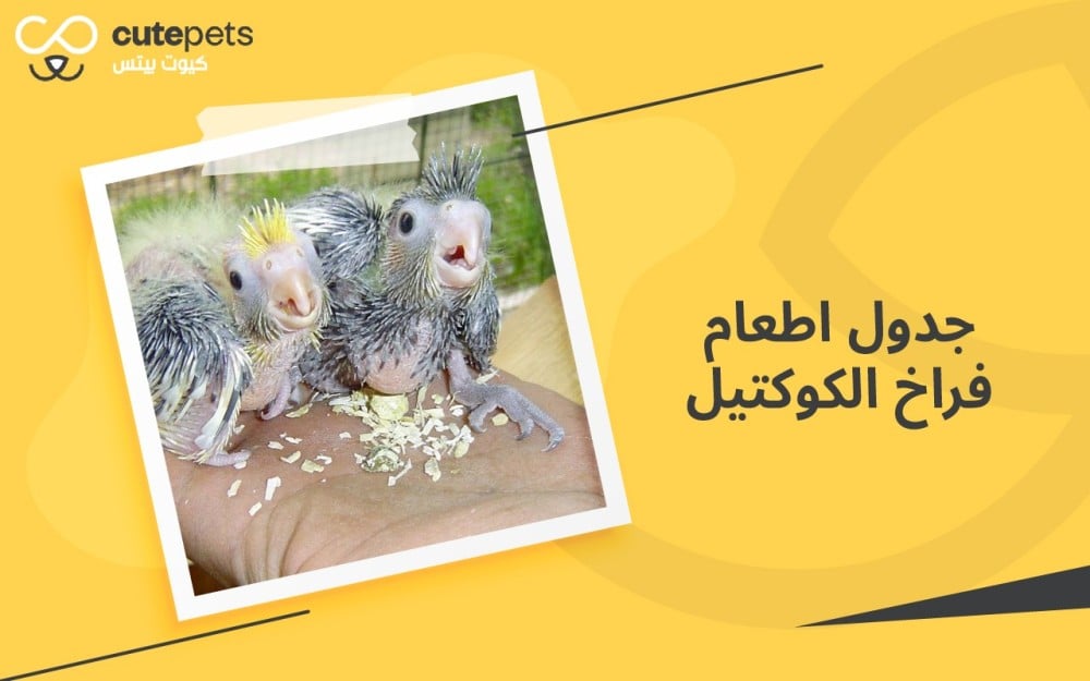 جدول اطعام فراخ الكوكتيل