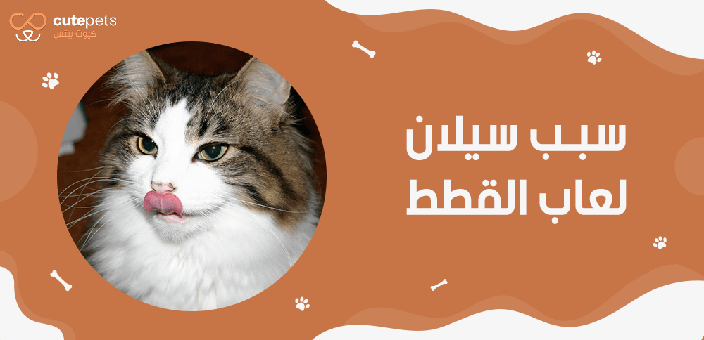 سبب سيلان لعاب القطط