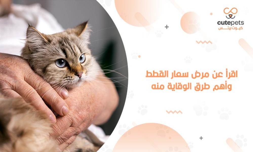 مرض سعار القطط