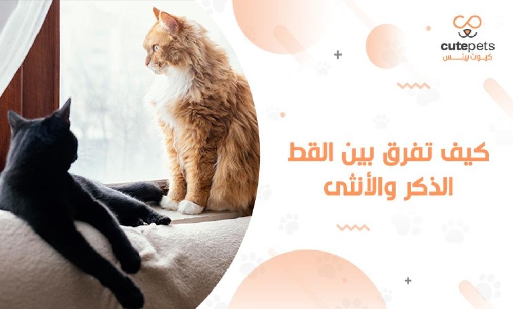 الفرق بين القط الذكر والانثى