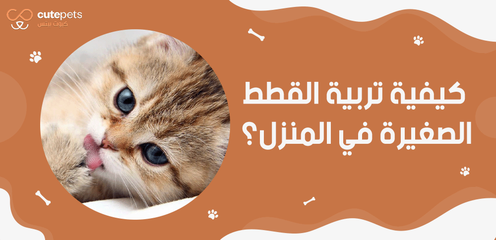 كيفية تربية القطط الصغيرة في المنزل