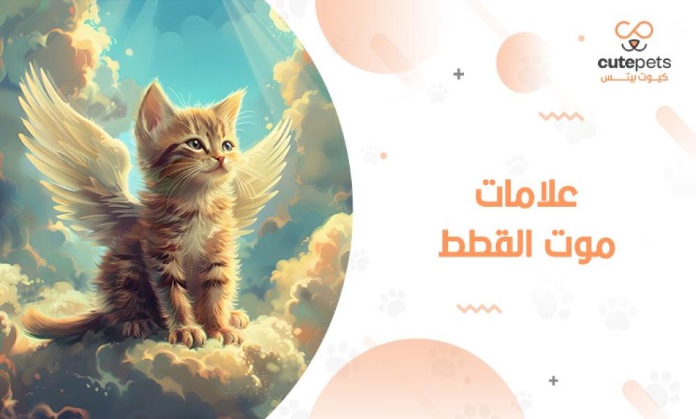 علامات موت القطط