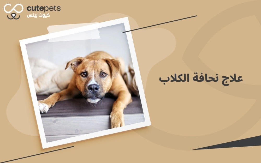 علاج نحافة الكلاب