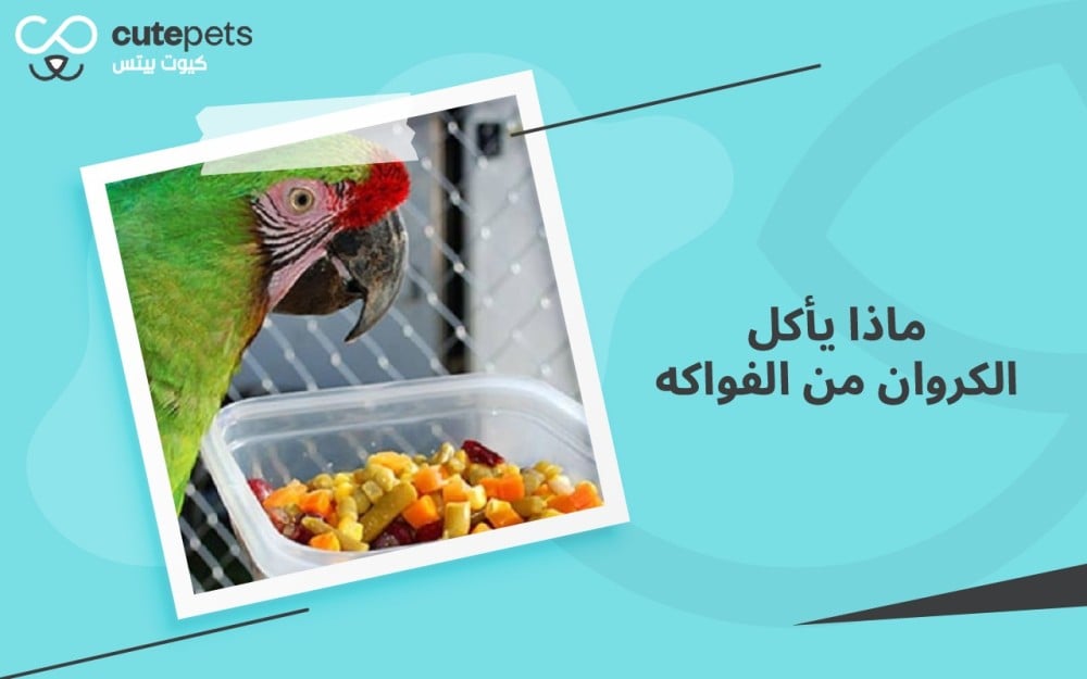 ماذا يأكل الكروان من الفواكه