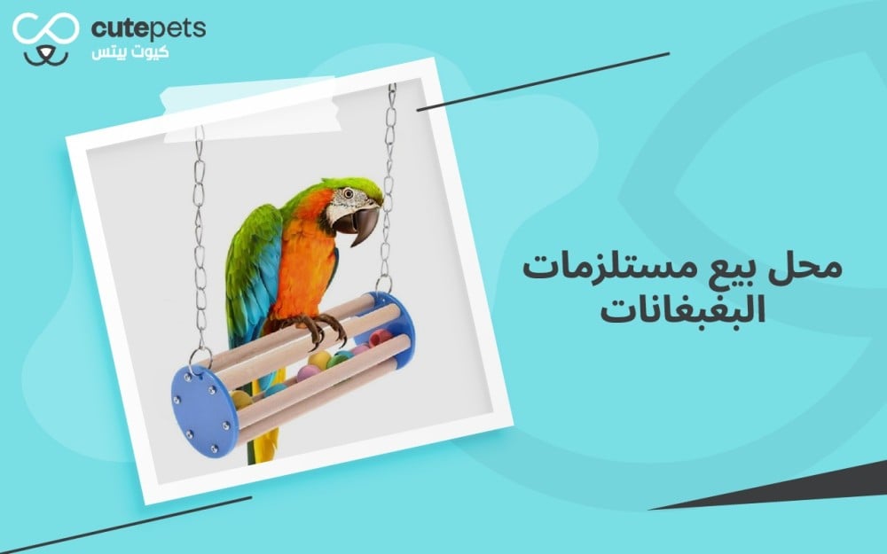 مستلزمات يجب شراؤها من محل بيع مستلزمات البغبغانات لببغائك الجديد