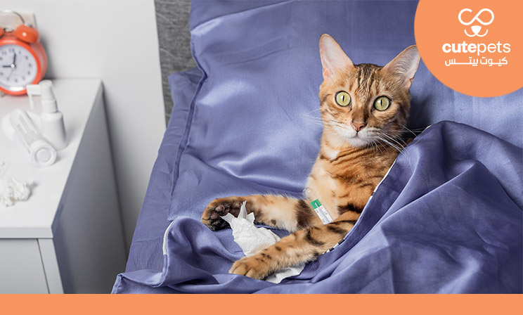 أمراض القطط المعدية للانسان