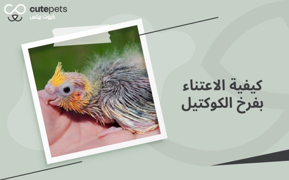 كيفية الاعتناء بفرخ الكوكتيل