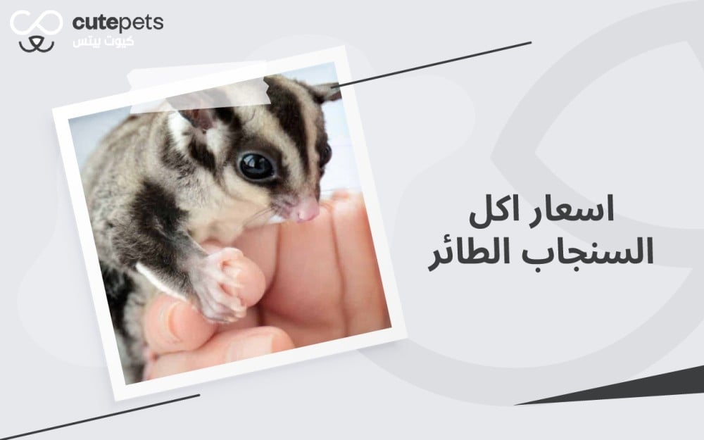 اسعار اكل السنجاب الطائر