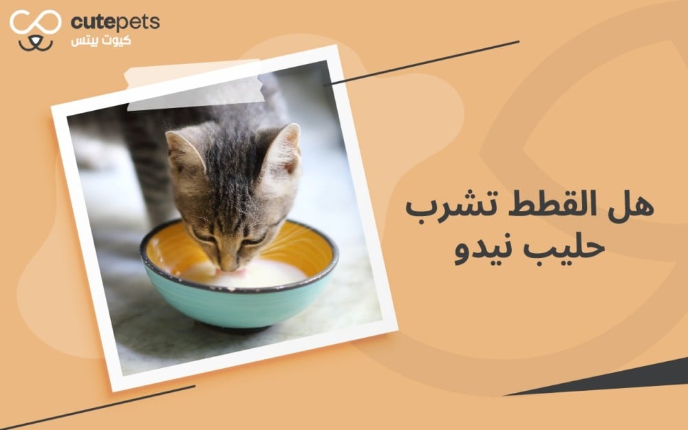 هل القطط تشرب حليب نيدو