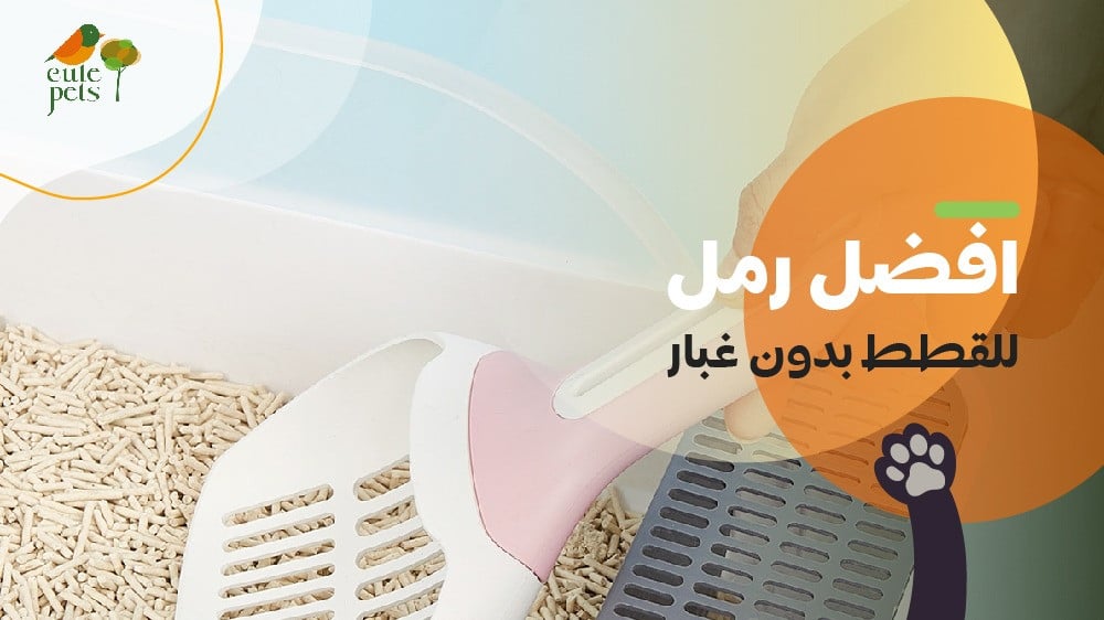 افضل رمل للقطط بدون غبار