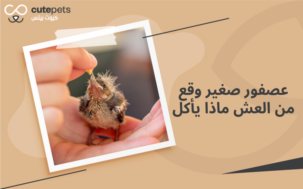 عصفور صغير وقع من العش ماذا يأكل