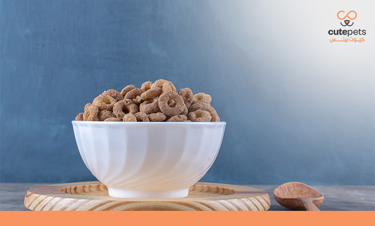 افضل اكل قطط جاف