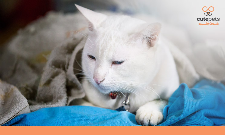 علاج سعار القطط