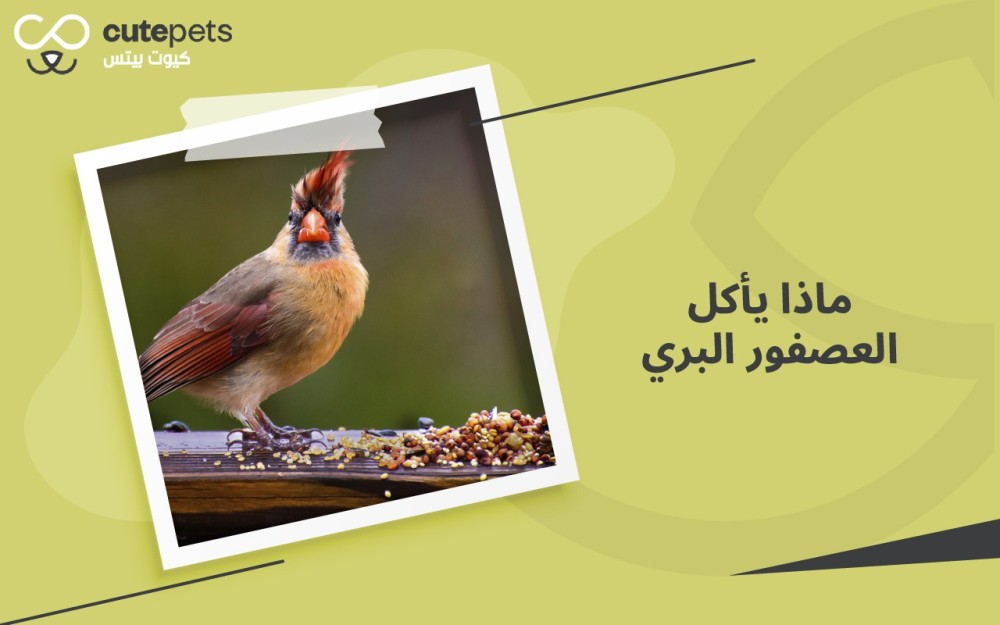 ماذا يأكل العصفور البري