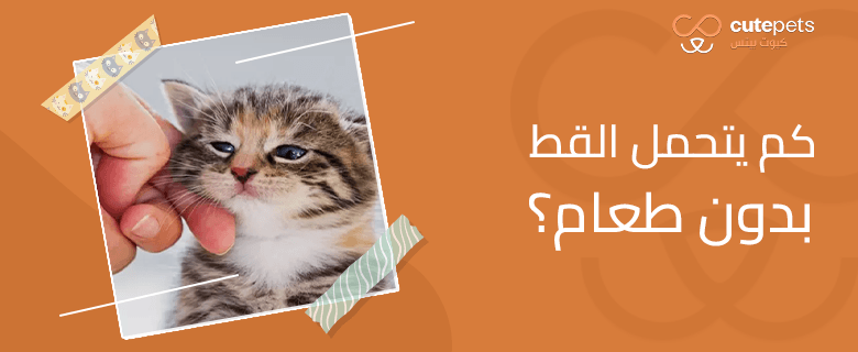 كم يتحمل القط بدون طعام