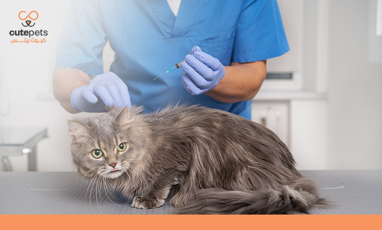 جدول تطعيمات القطط الشيرازي