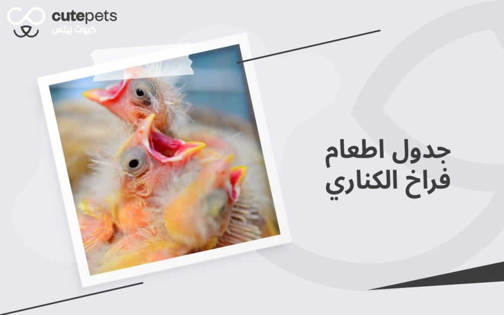 جدول اطعام فراخ الكناري