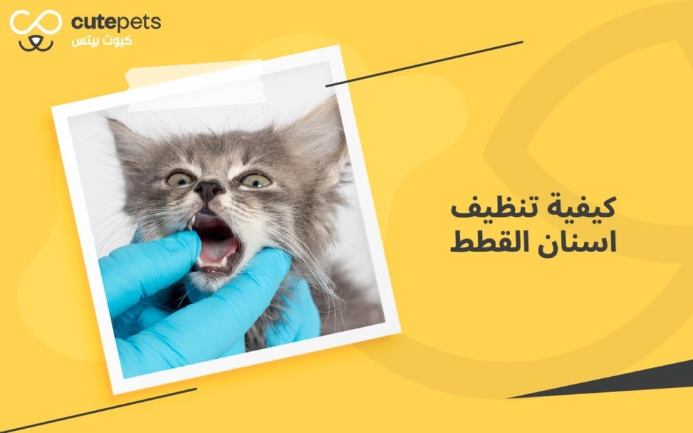 كيفية تنظيف اسنان القطط