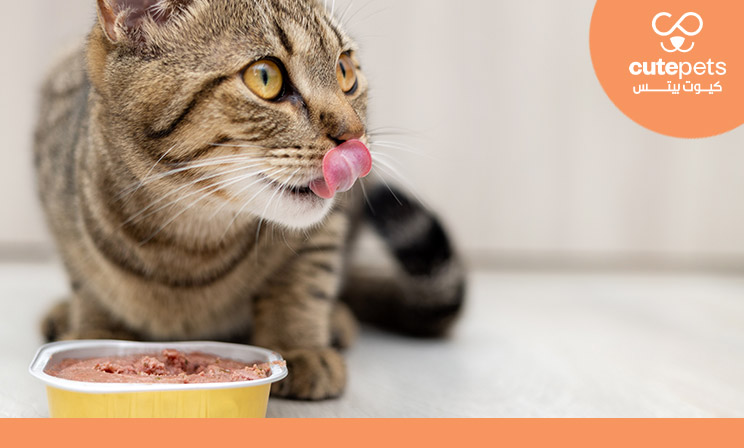 اكل قطط رطب بالجمله