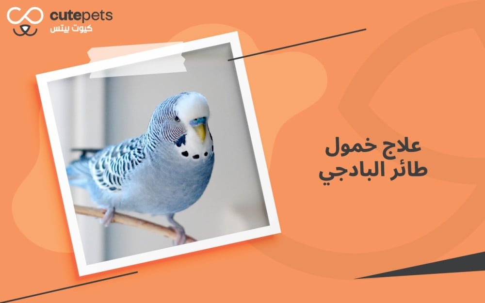 علاج خمول طائر البادجي