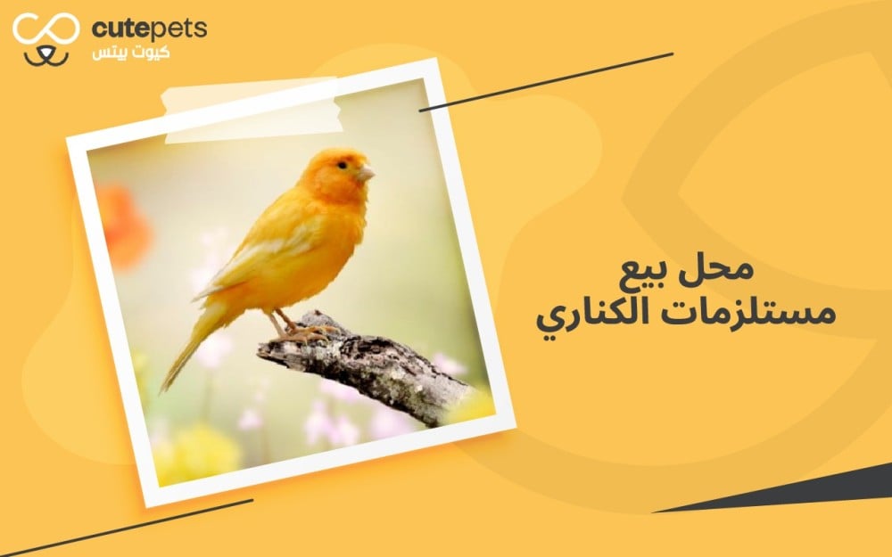 دليل شراء مستلزمات الكناري من محل بيع مستلزمات الكناري للمبتدئين