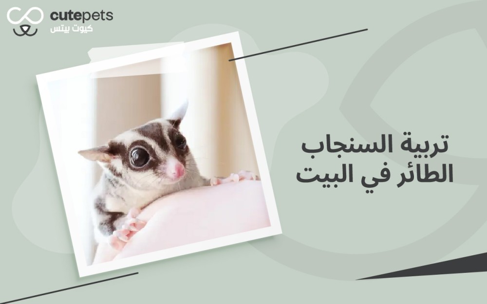 تربية السنجاب الطائر في البيت