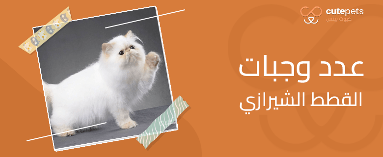التعامل مع القطط الشيرازى