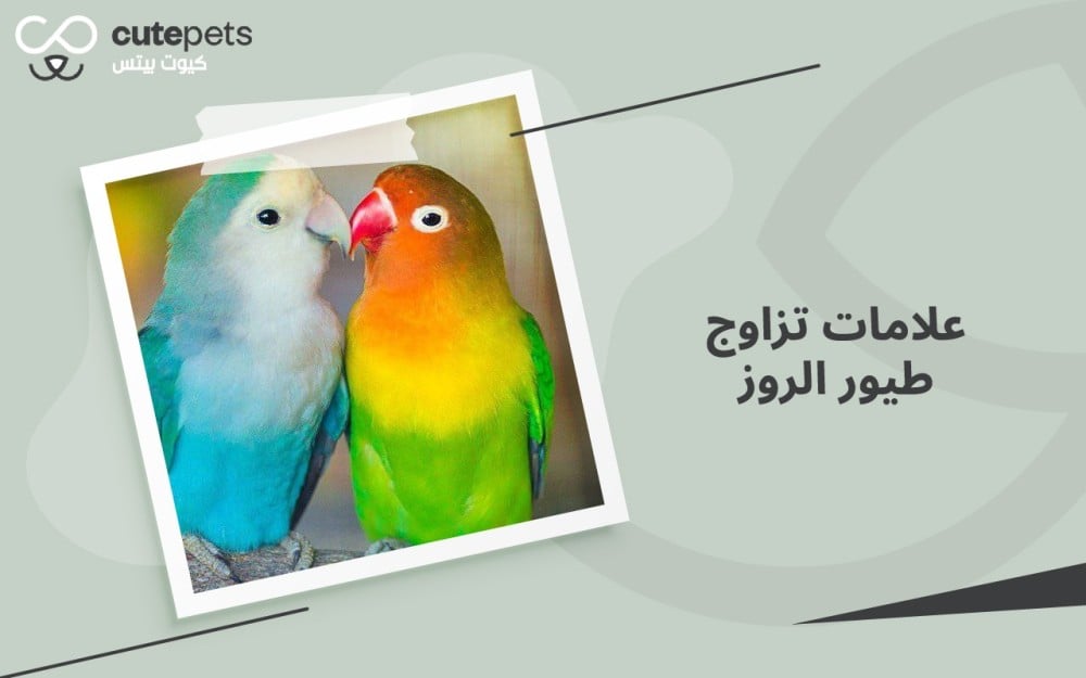 علامات تزاوج طيور الروز