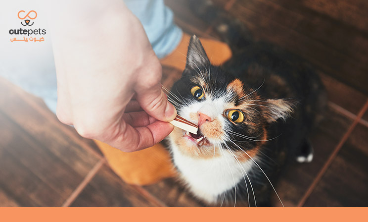 مكافأة القطط الصغيرة