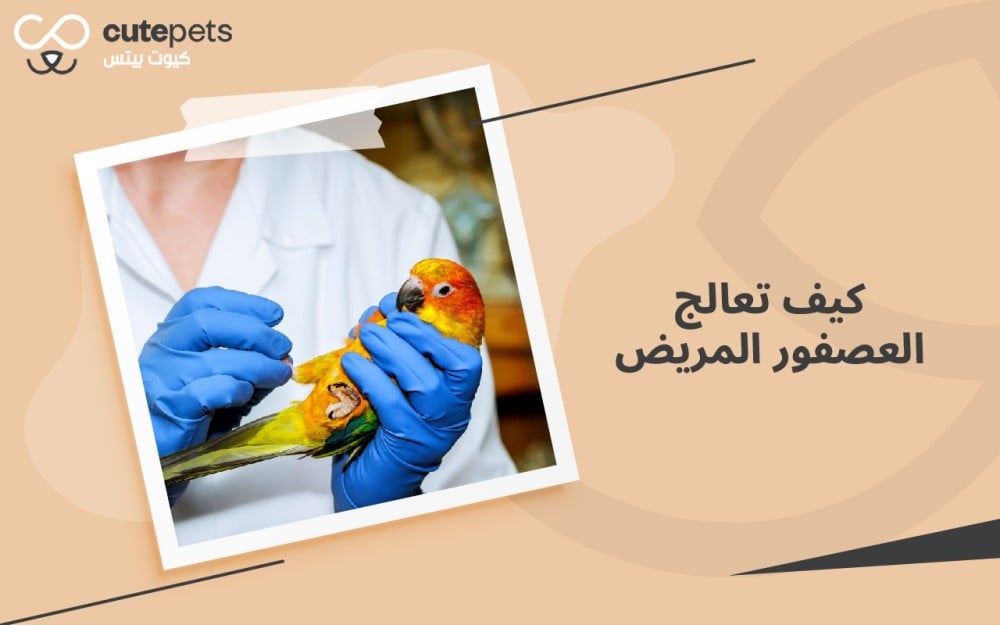 كيف تعالج العصفور المريض