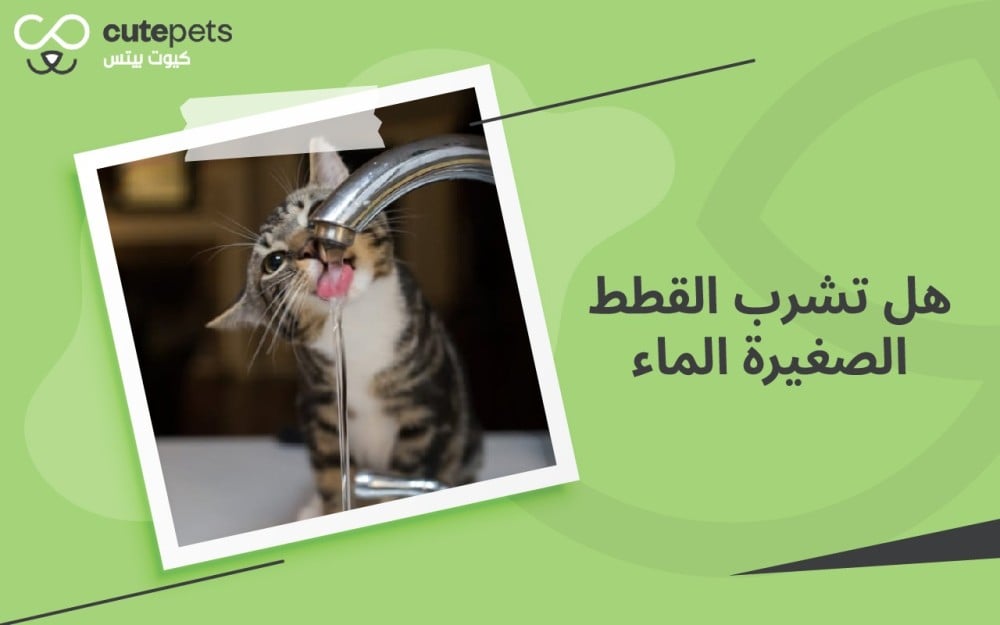 هل تشرب القطط الصغيرة الماء