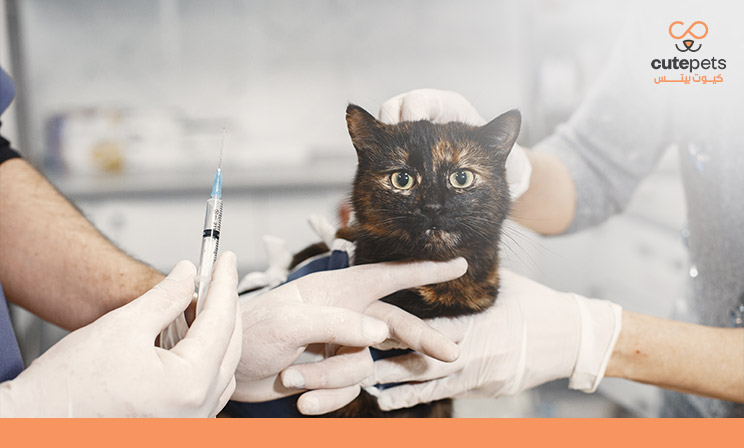 أسباب مرض السعار عند القطط