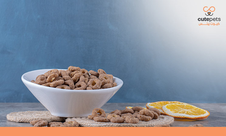 أفضل اكل جاف للقطط