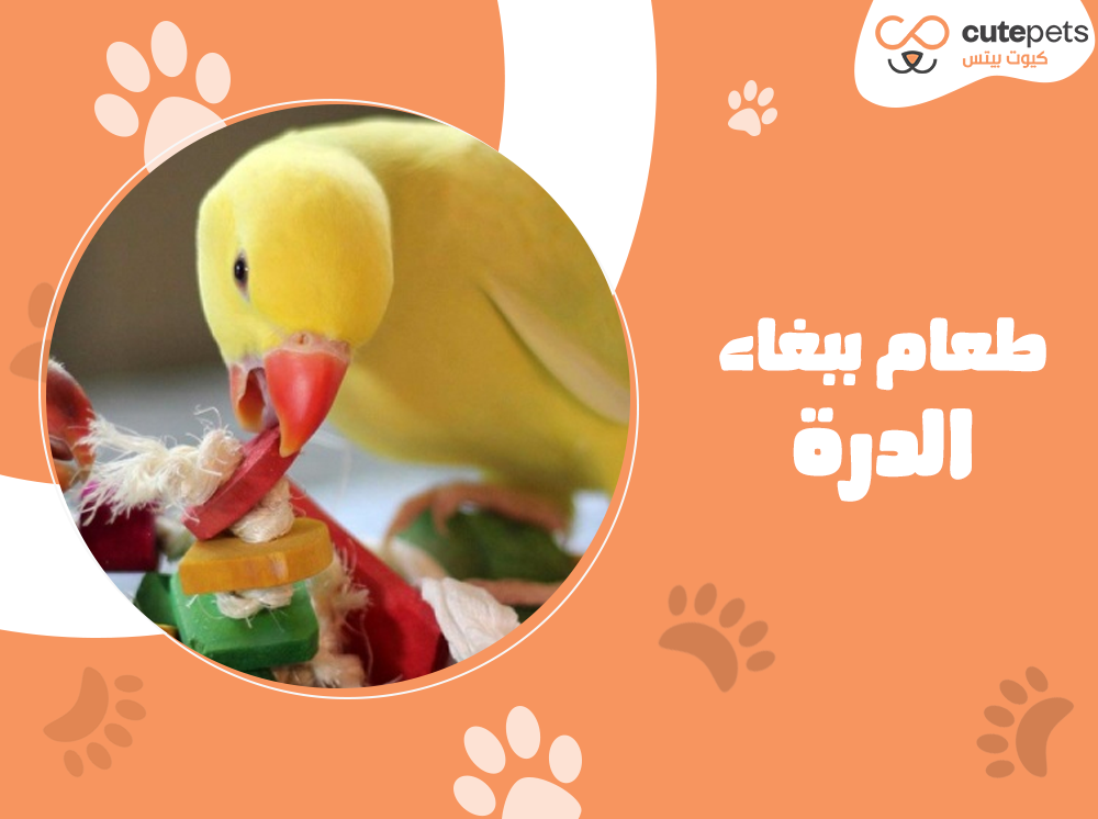 طعام ببغاء الدرة