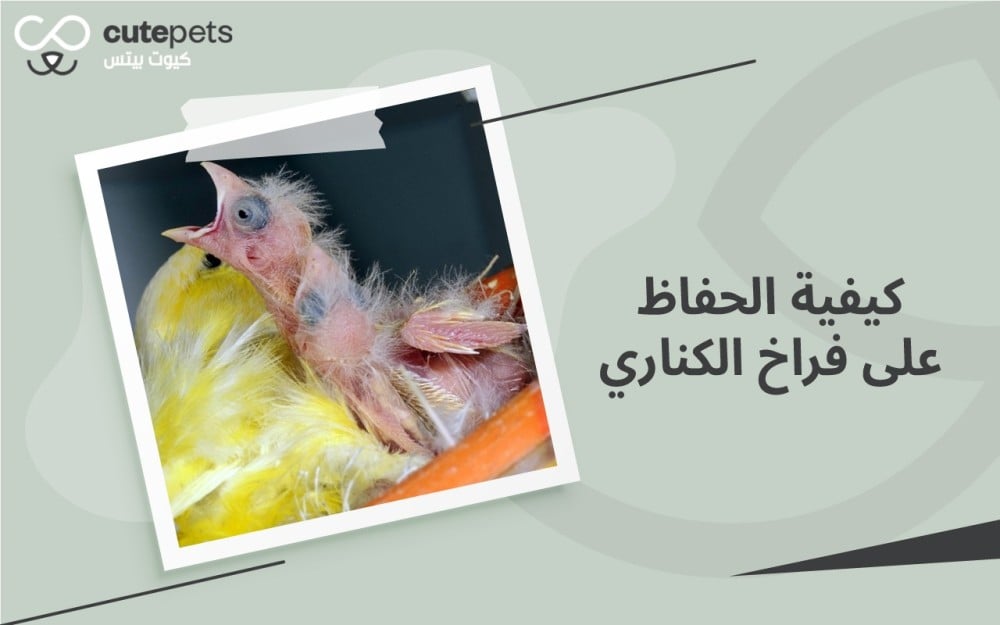 كيفية الحفاظ على فراخ الكناري