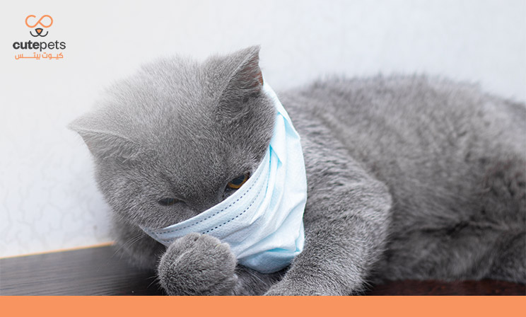 هل عطس القطط خطير